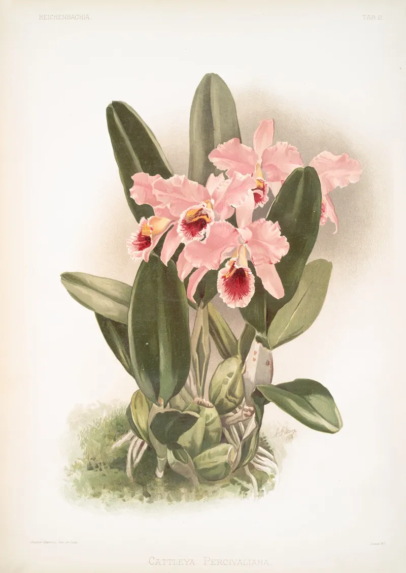 Cattleya Percivaliana Wall Art by Frederick Sander - High-Resolution Digital Print