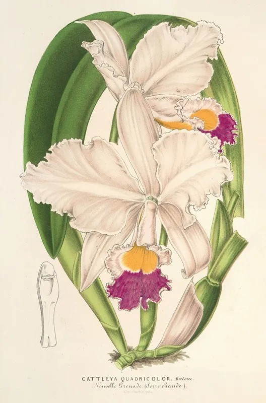 Cattleya Quadricolor Wall Art by Charles Antoine Lemaire - High-Resolution Digital Print