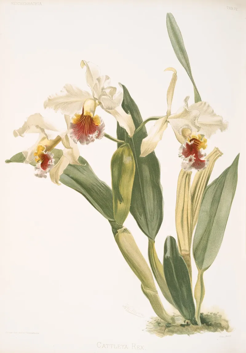 Cattleya Rex Wall Art by Frederick Sander - High-Resolution Digital Print