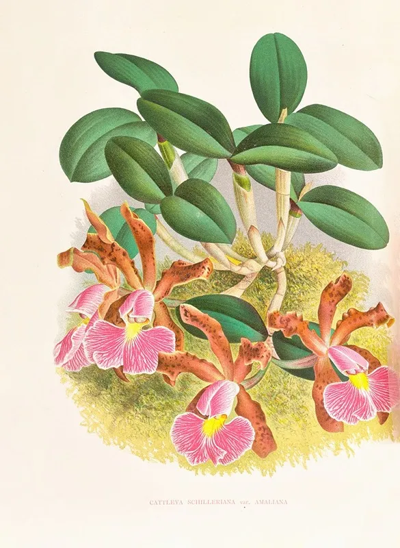 Cattleya Schilleriana Wall Art by Jean Jules Linden - High-Resolution Digital Print