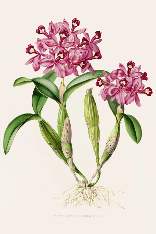 Cattleya Skinneri Wall Art by James Bateman - High-Resolution Digital Print