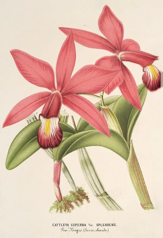 Cattleya Superba Var Splendens Wall Art by Charles Antoine Lemaire - High-Resolution Digital Print