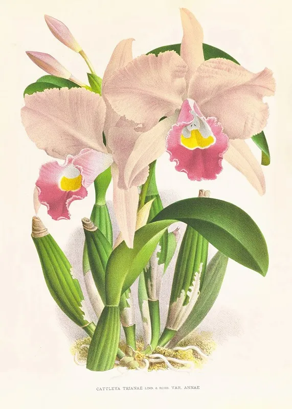 Cattleya Trianae 2 Wall Art by Jean Jules Linden - High-Resolution Digital Print