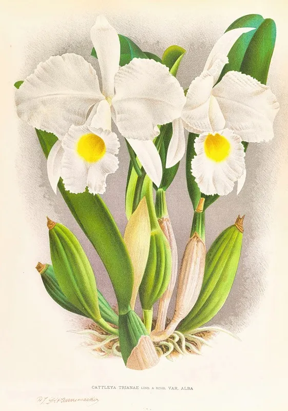 Cattleya Trianae 3 Wall Art by Jean Jules Linden - High-Resolution Digital Print