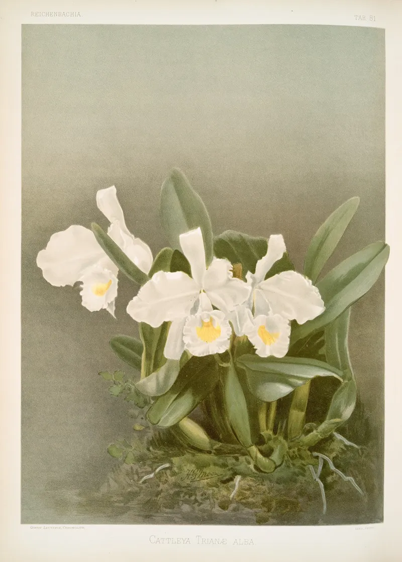 Cattleya Trianae Alba Wall Art by Frederick Sander - High-Resolution Digital Print
