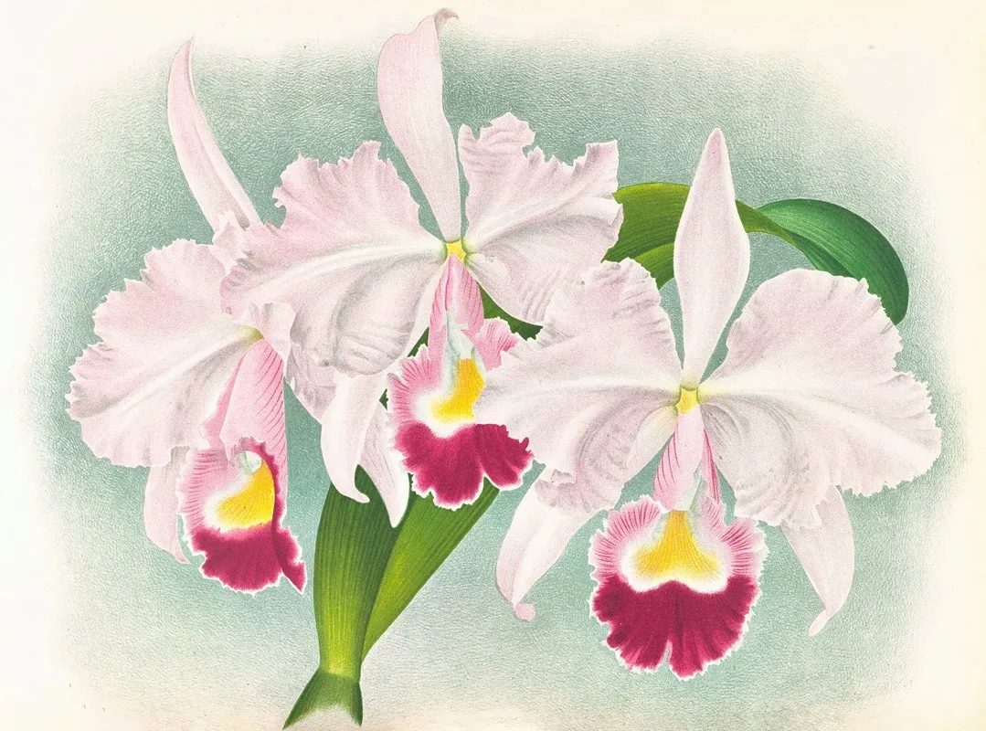 Cattleya Trianae Var Martin Cahuzac Wall Art by Jean Jules Linden - High-Resolution Digital Print