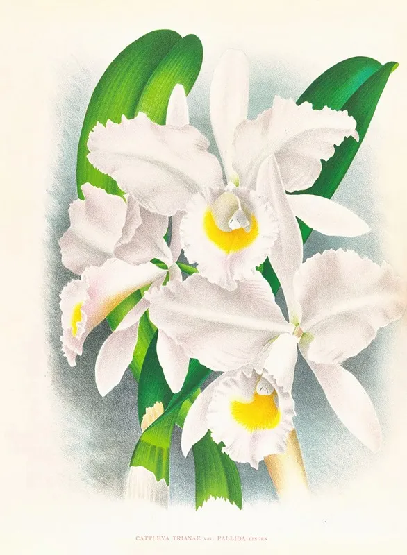 Cattleya Trianae Var Pallida Wall Art by Jean Jules Linden - High-Resolution Digital Print