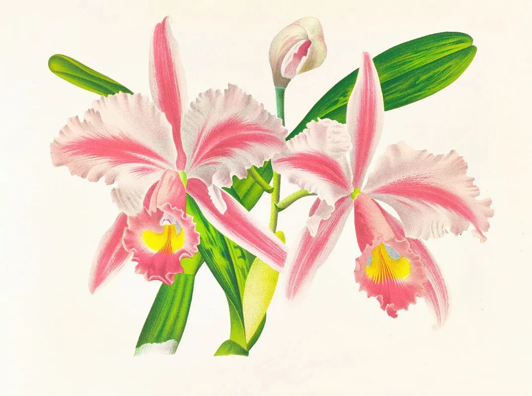 Cattleya Trianae Var Striata Wall Art by Jean Jules Linden - High-Resolution Digital Print