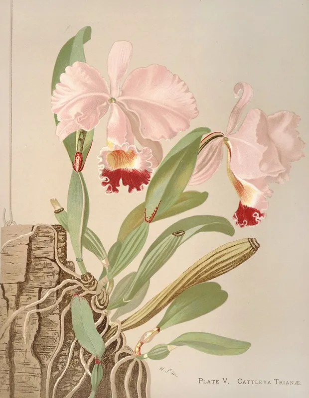 Cattleya Trianae Wall Art by Harriet Stewart Miner - High-Resolution Digital Print
