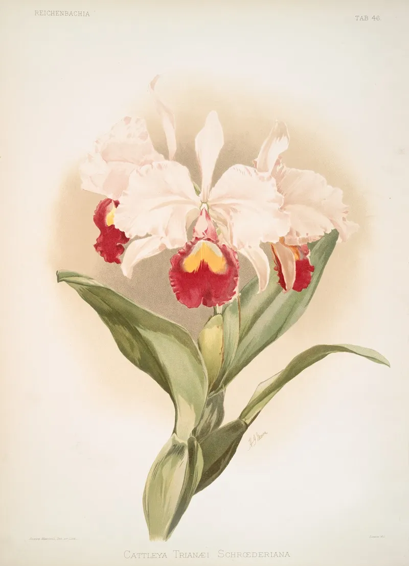 Cattleya Trianaei Schroederiana Wall Art by Frederick Sander - High-Resolution Digital Print