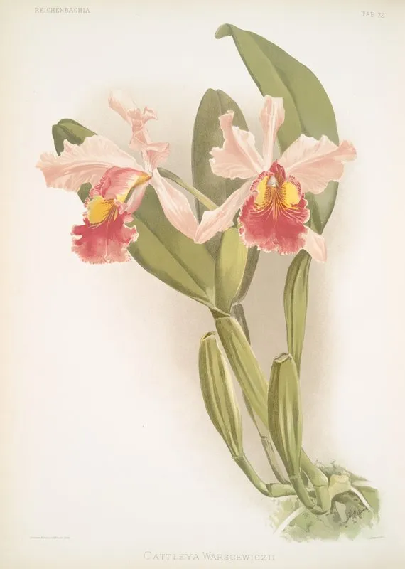 Cattleya Warscewiczii Wall Art by Frederick Sander - High-Resolution Digital Print