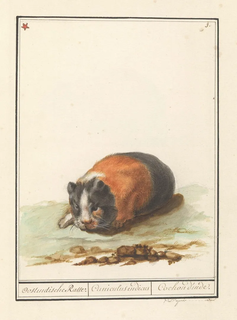 Cavia Cavia Oostindische Ratte Cuniculus Indicus Cochon Dinde Wall Art by Anselmus Boëtius de Boodt - High-Resolution Digital Print