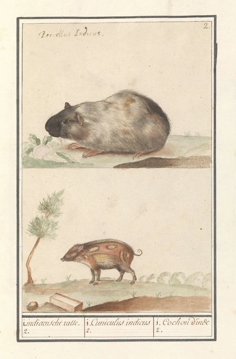 Cavia Cavia Porcellus En Varken 1 Indiaensche Ratte 2 1 Cuniculus Indicus 2 1 Cochon Dinde 2 Wall Art by Anselmus Boëtius de Boodt - High-Resolution Digital Print