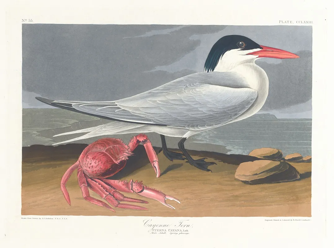 Cayenne Tern Wall Art by John James Audubon - High-Resolution Digital Print