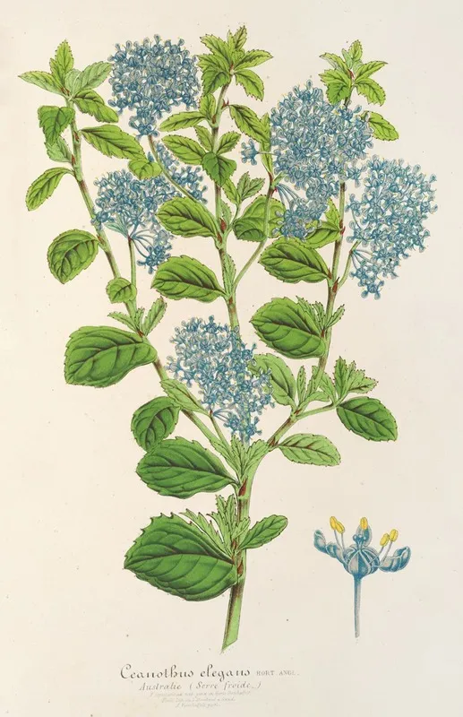Ceanothus Elegans Wall Art by Charles Antoine Lemaire - High-Resolution Digital Print