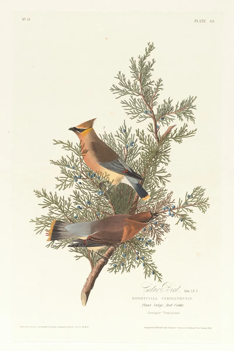 Cedar Bird 2 Wall Art by John James Audubon - High-Resolution Digital Print