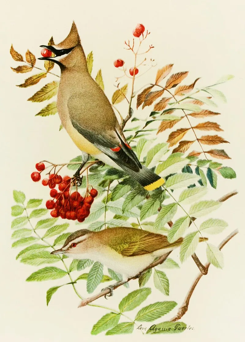 Cedar Waxwing Red Eyed Vireo Wall Art by Louis Agassiz Fuertes - High-Resolution Digital Print
