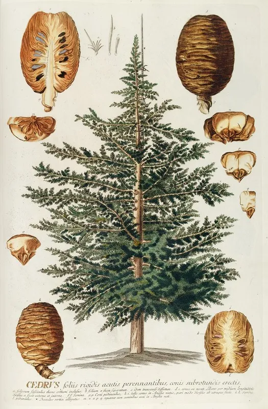 Cedrus Iii Wall Art by Georg Dionysius Ehret - High-Resolution Digital Print