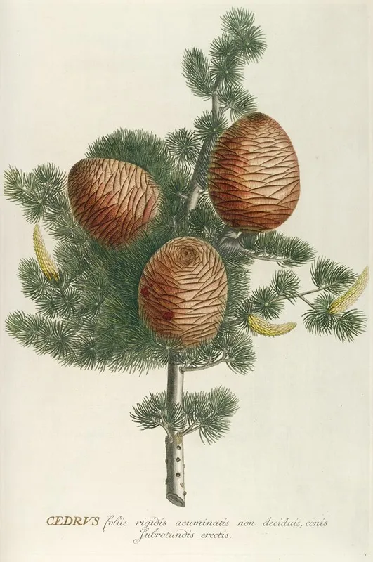 Cedrus Wall Art by Georg Dionysius Ehret - High-Resolution Digital Print
