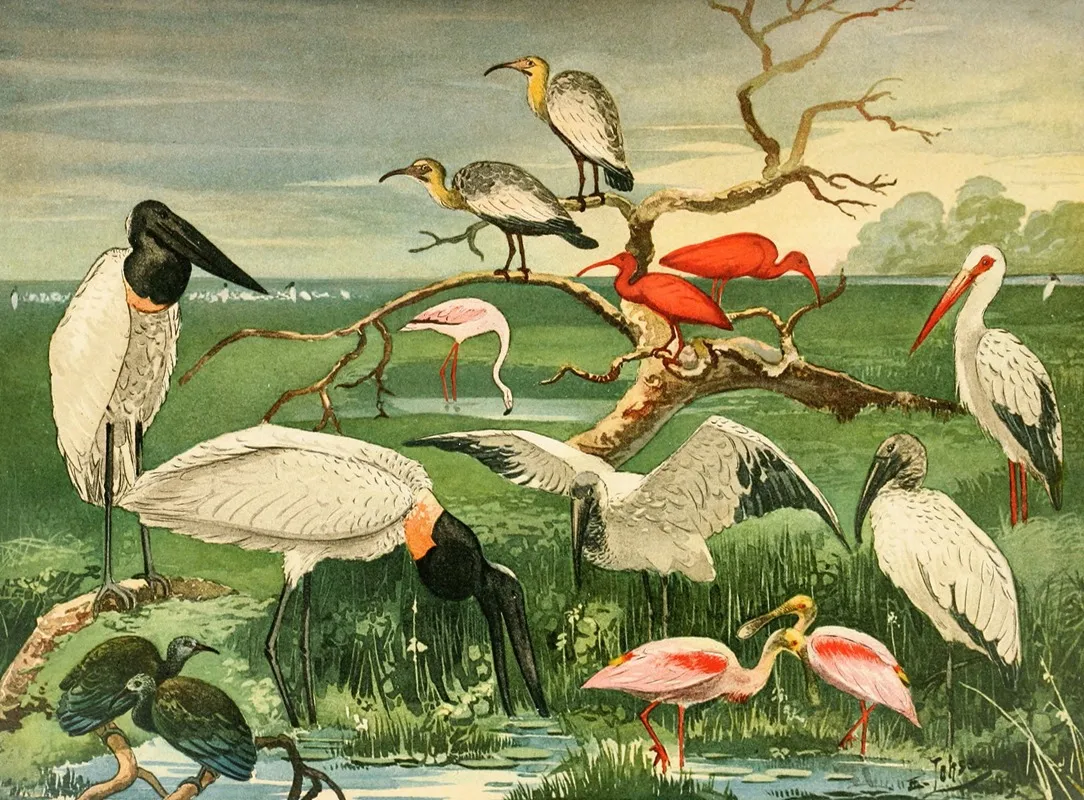 Cegonhas Guaras Colhereira Wall Art by Emil August Göldi - High-Resolution Digital Print