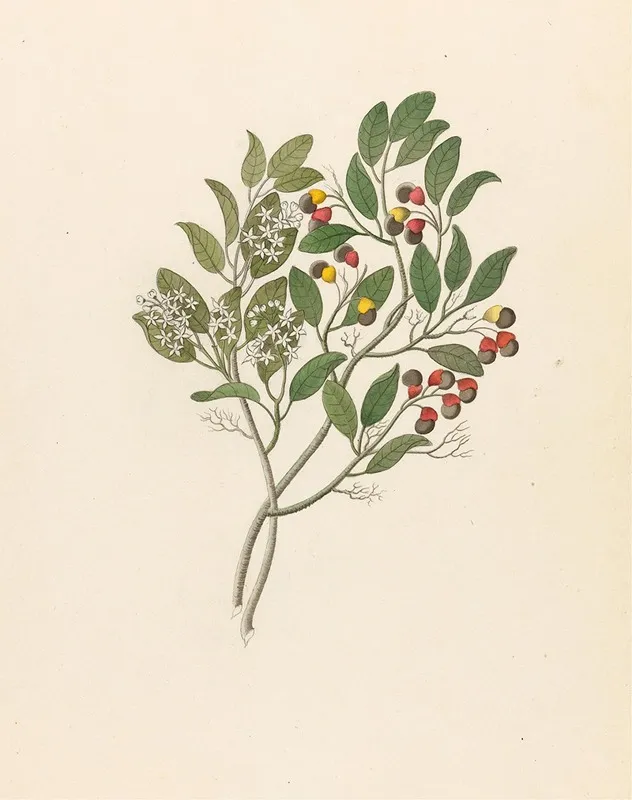 Celastrus Apodytes Dimidiata Wall Art by Clemenz Heinrich Wehdemann - High-Resolution Digital Print