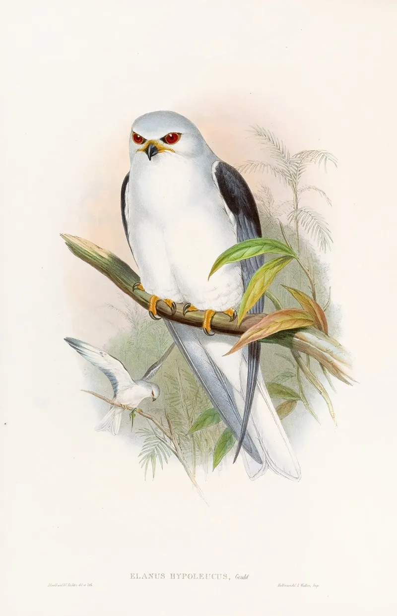 Celebean Elanus Wall Art by John Gould - High-Resolution Digital Print