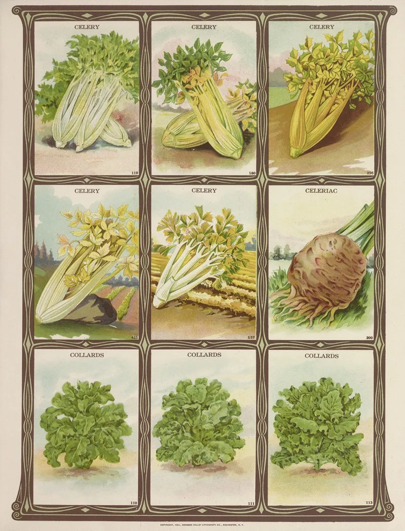 Celery Celeriac Collards Wall Art by Genesee Valley Lithograph Co. - High-Resolution Digital Print