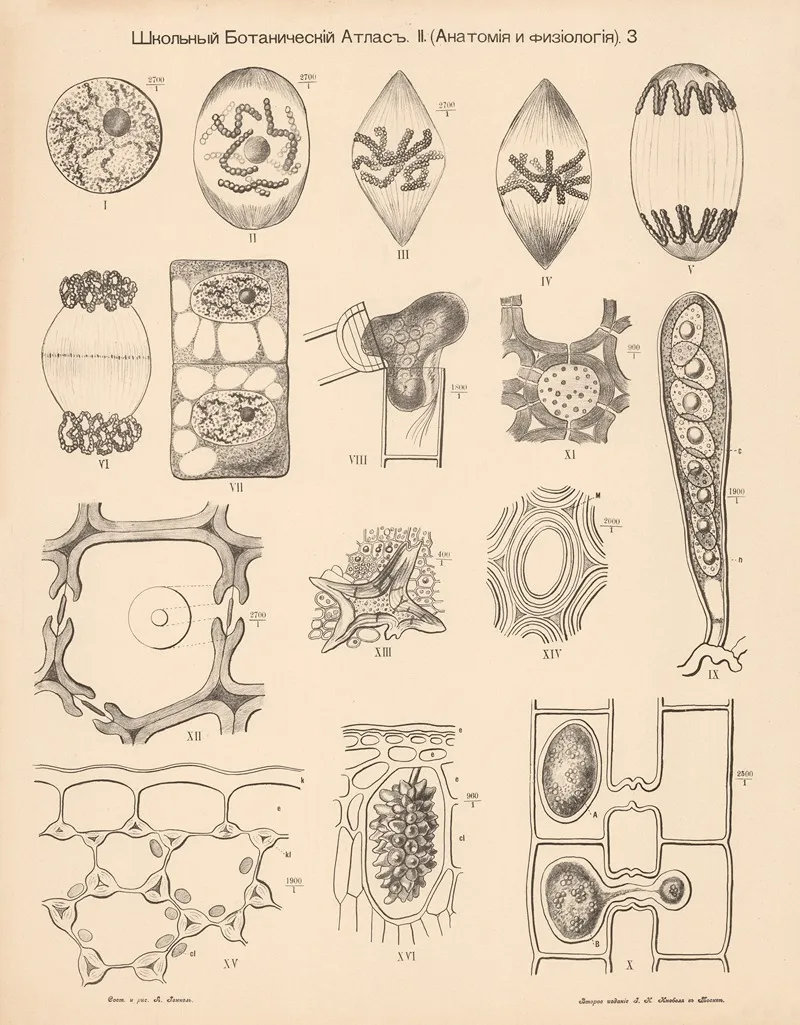 Cells Wall Art by Alexander-Paul Henckel - High-Resolution Digital Print