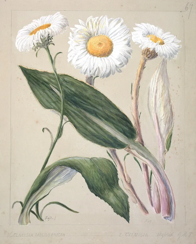 Celmisia Holosericea Celmisia Hybrid New Zealand Mountain Daisies Wall Art by Sarah Featon - High-Resolution Digital Print