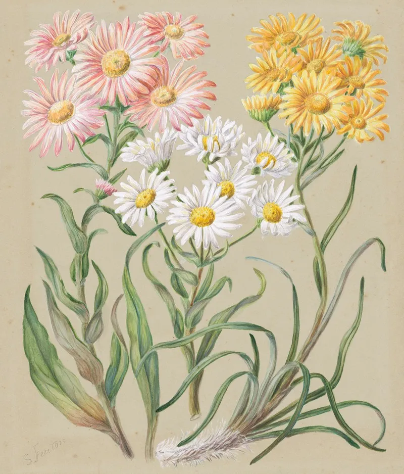 Celmisia Incana White Mountain Musk Or Woolly Mountain Daisy Celmisia Coriacea Silvery Cotton Daisy Celmisia Larcifolia Needle Leaved Mountain Daisy Wall Art by Sarah Featon - High-Resolution Digital Print