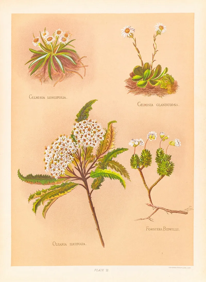 Celmisia Longifolia Celmisia Glandulosa Olearia Ilicifolia Wall Art by Georgina Burne Hetley - High-Resolution Digital Print