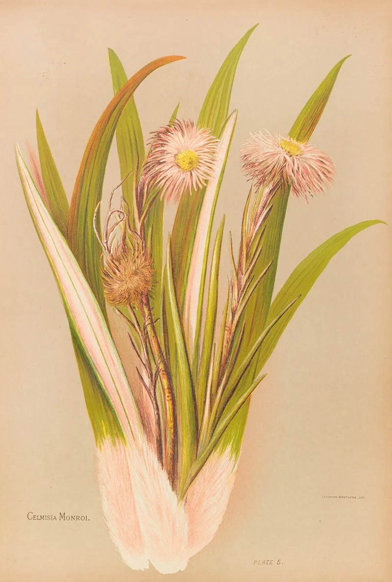 Celmisia Monroi Wall Art by Georgina Burne Hetley - High-Resolution Digital Print