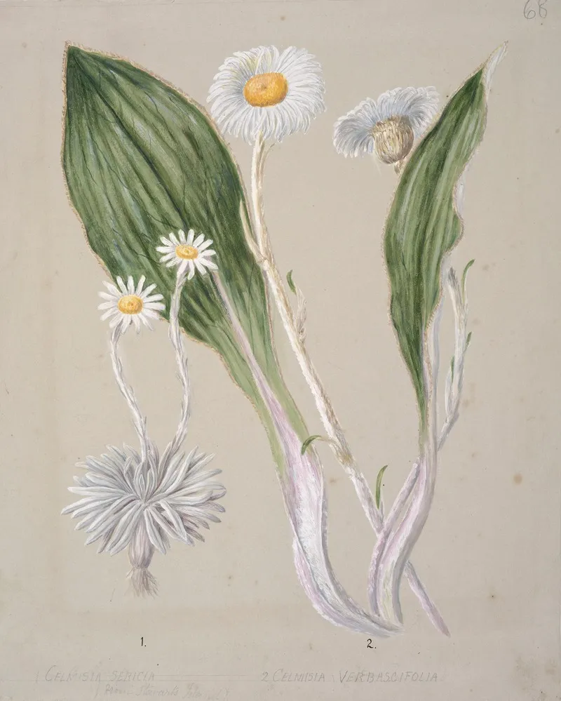 Celmisia Mountain Daisy Wall Art by Sarah Featon - High-Resolution Digital Print