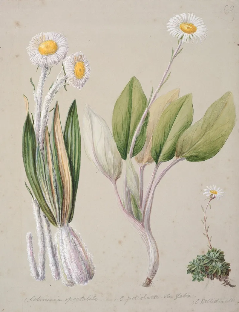 Celmisia Wall Art by Sarah Featon - High-Resolution Digital Print