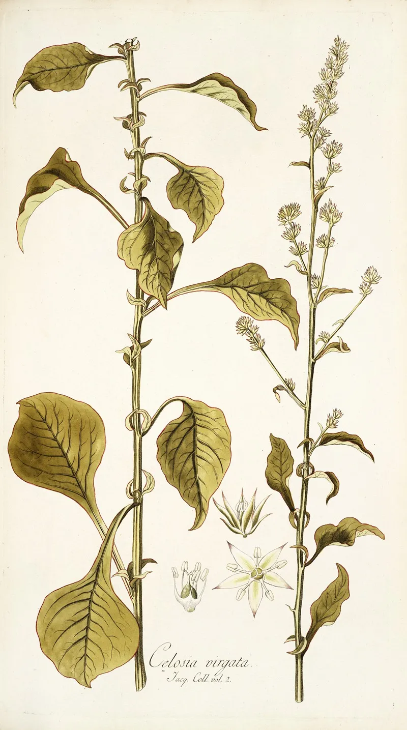 Celosia Virgata Wall Art by Nikolaus Joseph Freiherr von Jacquin - High-Resolution Digital Print