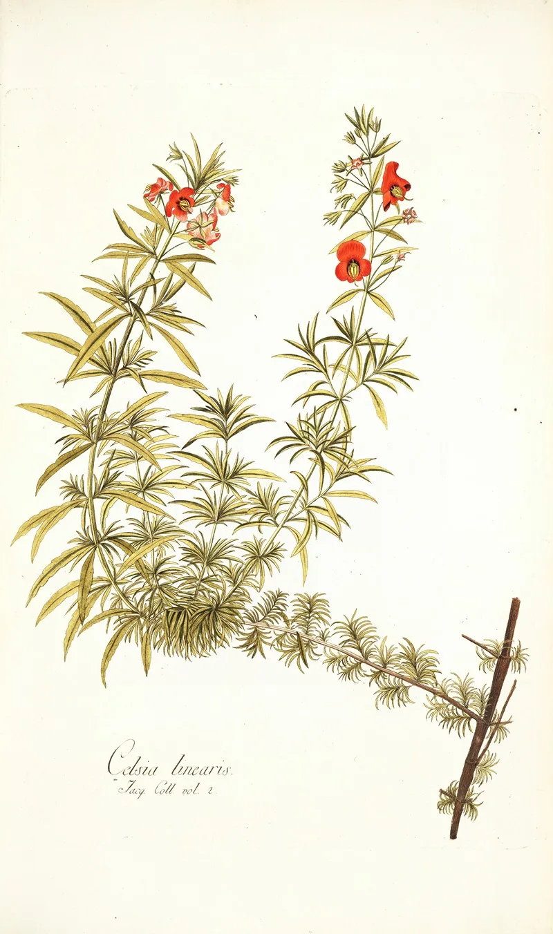 Celsia Linearis Wall Art by Nikolaus Joseph Freiherr von Jacquin - High-Resolution Digital Print