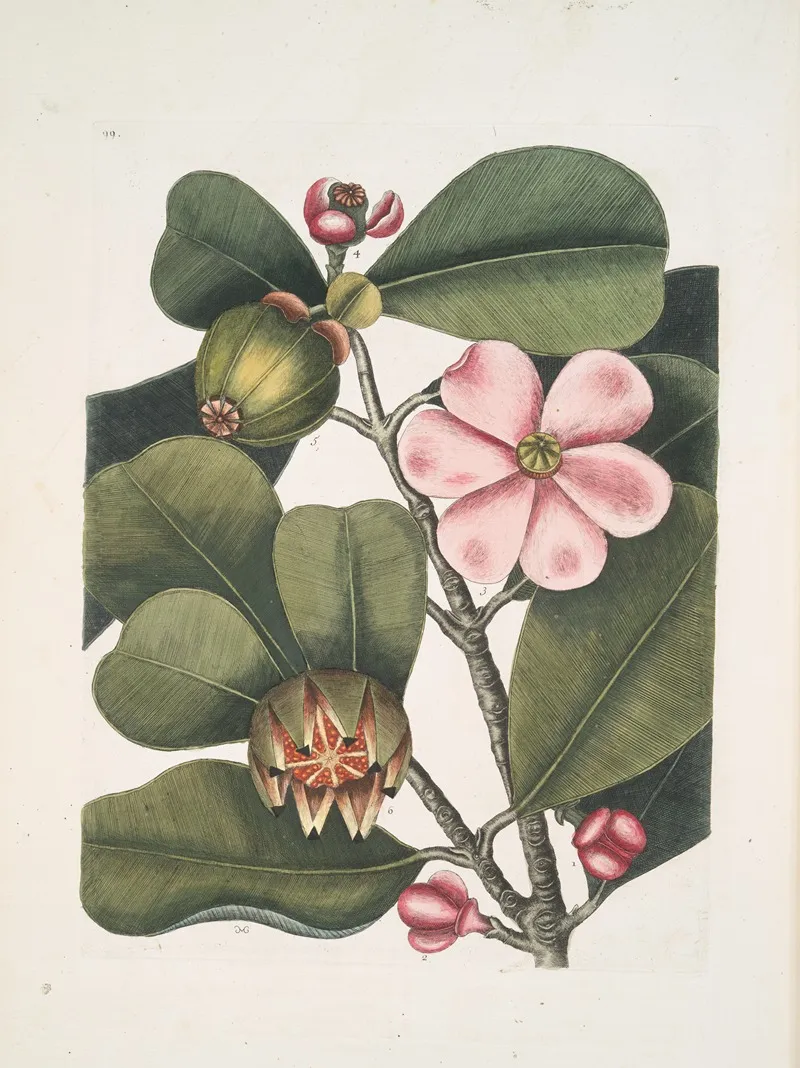 Cenchramidea Arbor Saxis Adnascens C The Balsam Tree Wall Art by Mark Catesby - High-Resolution Digital Print
