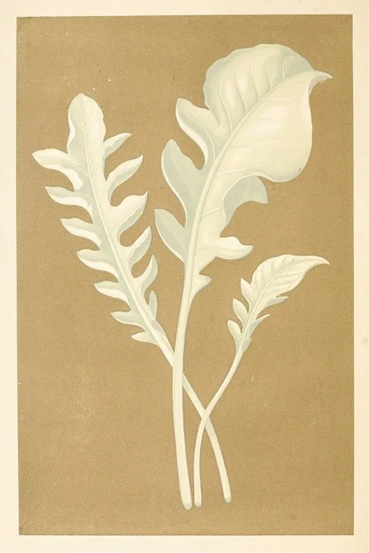 Centaurea Candidissima Wall Art by Edward Joseph Lowe - High-Resolution Digital Print