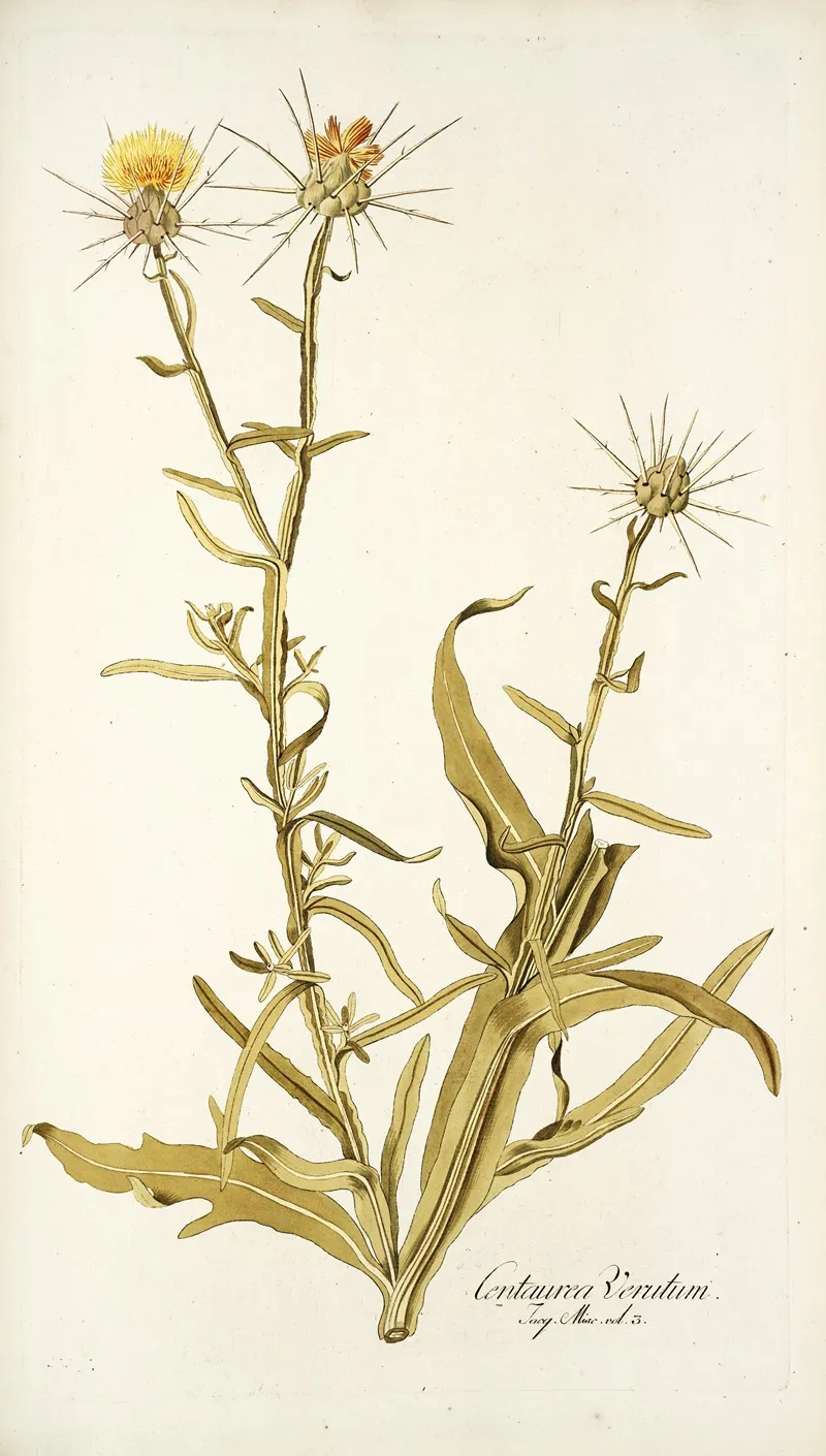 Centaurea Verutum Wall Art by Nikolaus Joseph Freiherr von Jacquin - High-Resolution Digital Print