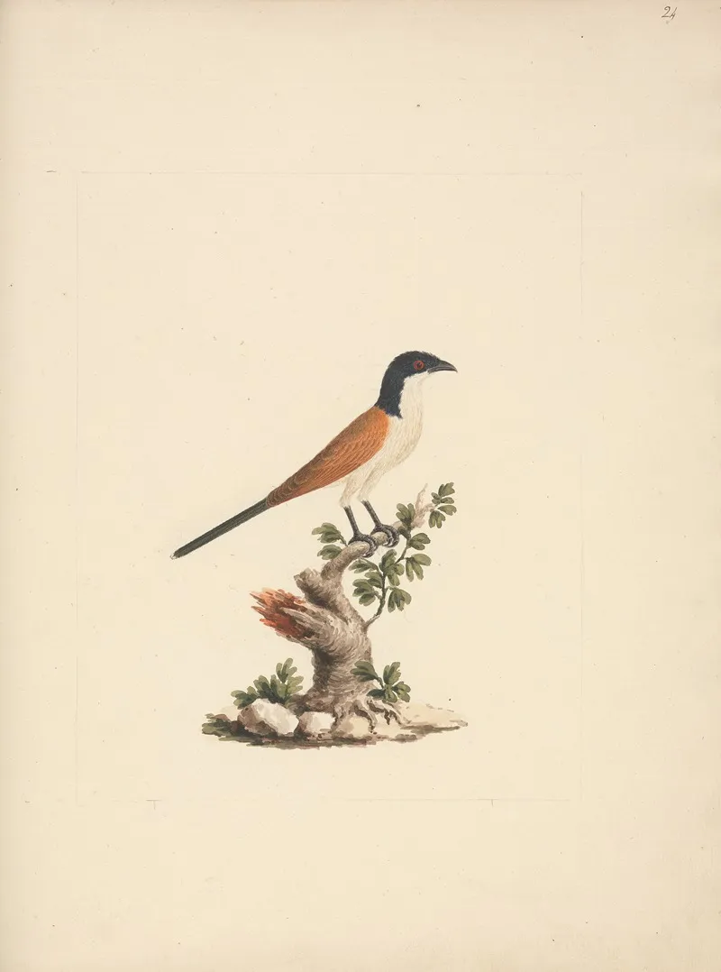 Centropus Monachus Blue Headed Coucal