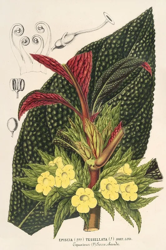 Centrosolenia Bullata Episcia Tessellata Wall Art by Charles Antoine Lemaire - High-Resolution Digital Print