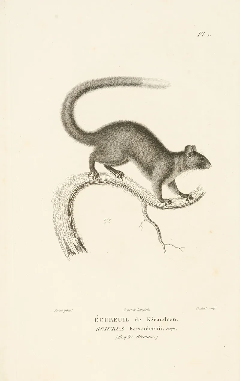 Centurie Zoologique Pl 01 Wall Art by René-Primevère Lesson - High-Resolution Digital Print