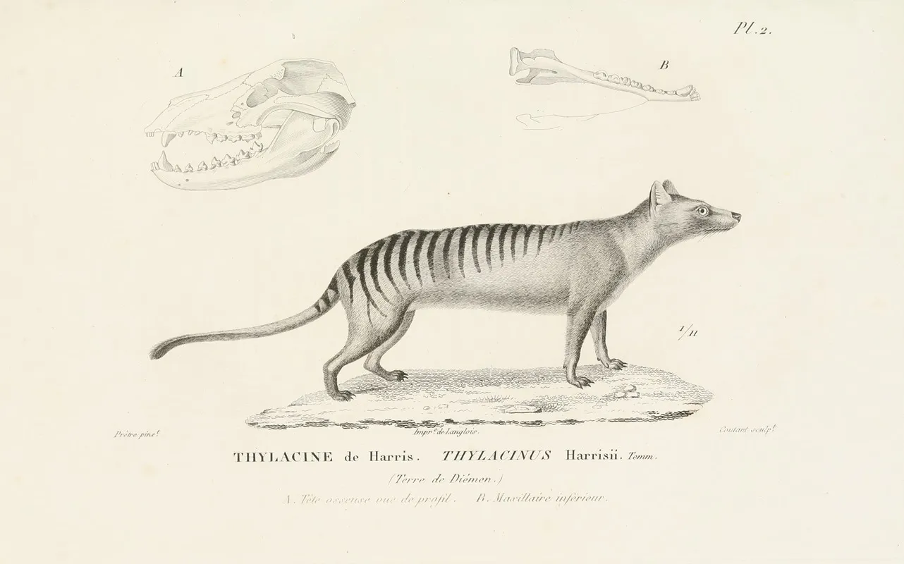 Centurie Zoologique Pl 02 Wall Art by René-Primevère Lesson - High-Resolution Digital Print