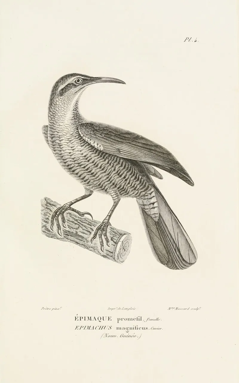 Centurie Zoologique Pl 04 Wall Art by René-Primevère Lesson - High-Resolution Digital Print