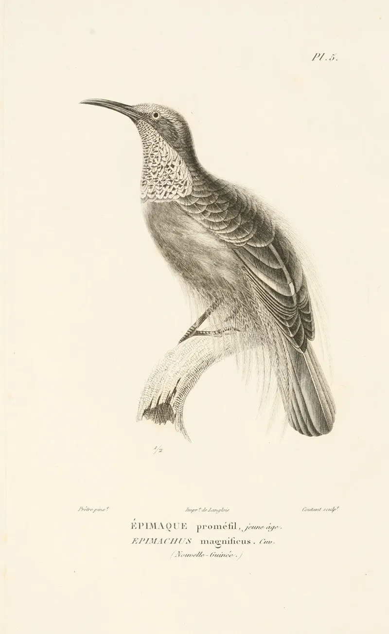 Centurie Zoologique Pl 05 Wall Art by René-Primevère Lesson - High-Resolution Digital Print