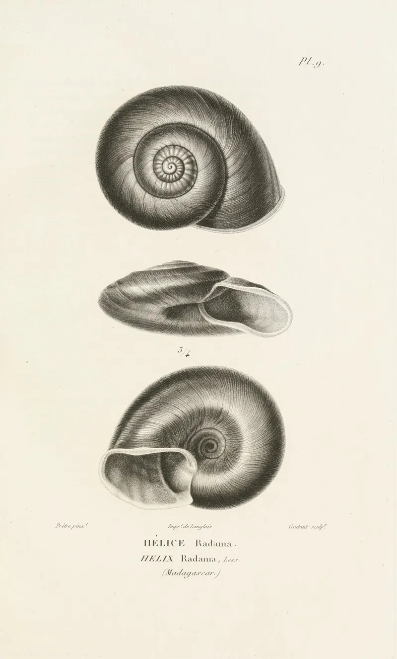 Centurie Zoologique Pl 09 Wall Art by René-Primevère Lesson - High-Resolution Digital Print