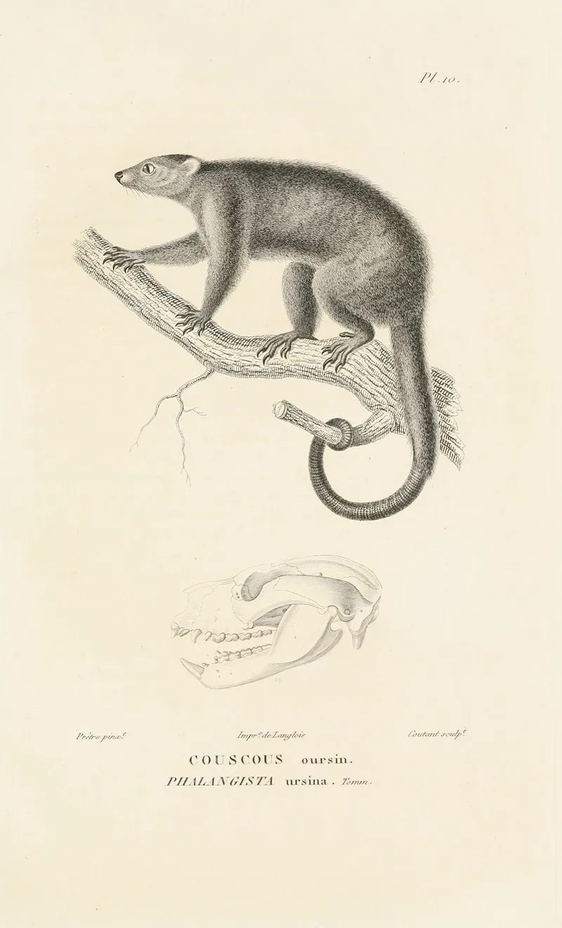 Centurie Zoologique Pl 10 Wall Art by René-Primevère Lesson - High-Resolution Digital Print