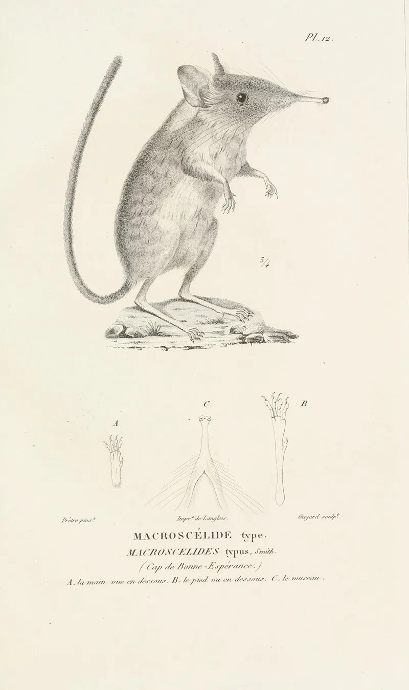 Centurie Zoologique Pl 12 Wall Art by René-Primevère Lesson - High-Resolution Digital Print