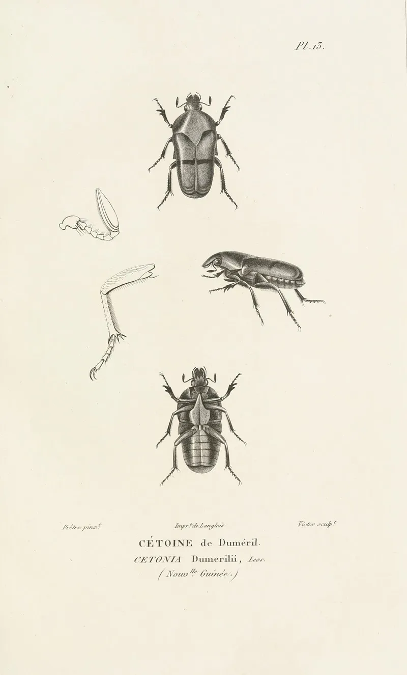 Centurie Zoologique Pl 13 Wall Art by René-Primevère Lesson - High-Resolution Digital Print