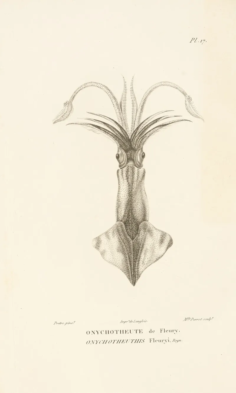 Centurie Zoologique Pl 17 Wall Art by René-Primevère Lesson - High-Resolution Digital Print